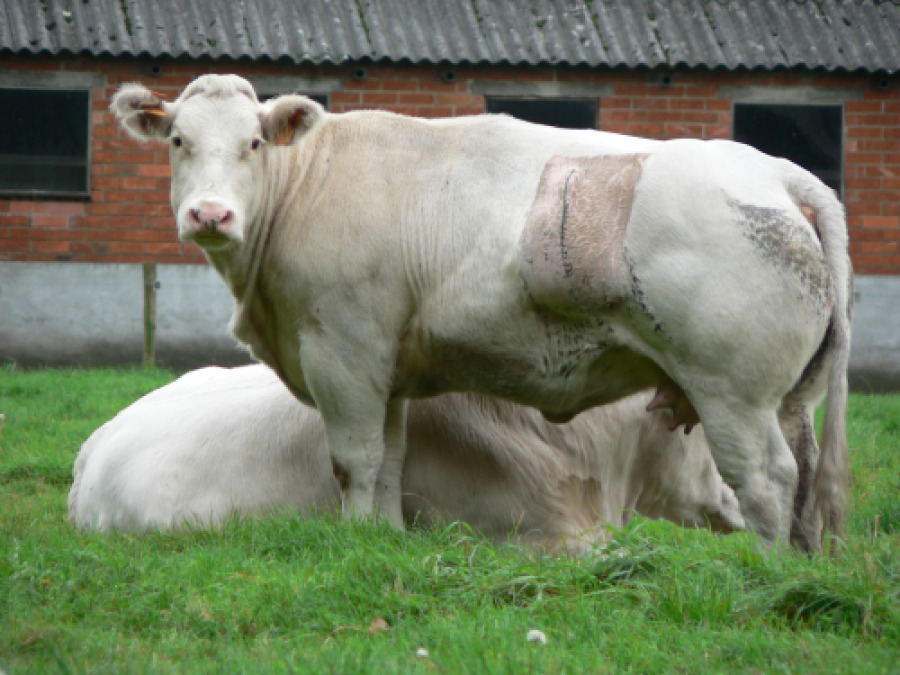 Oven Reusachtig instructeur Centrum Agrarische Geschiedenis (CAG) · Belgisch wit-blauwe koe met een  litteken van een keizersnede